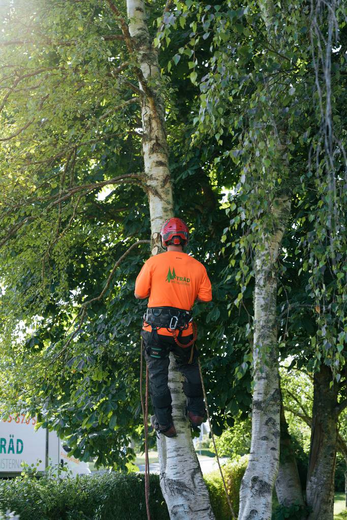 Bild 4 av referensprojekt Nedtagning av dubbelstammig björk i Vallda, Kungsbacka