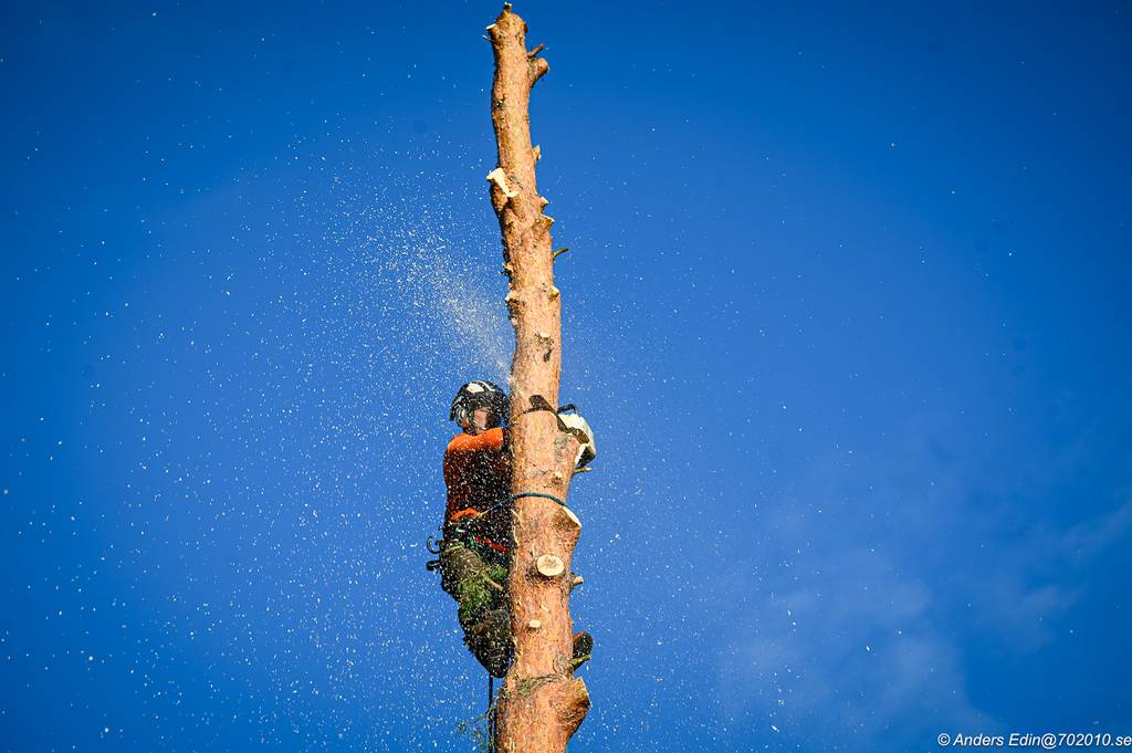 Bild 5 av referensprojekt Nedtagning av stor tall i Påvelund, Göteborg