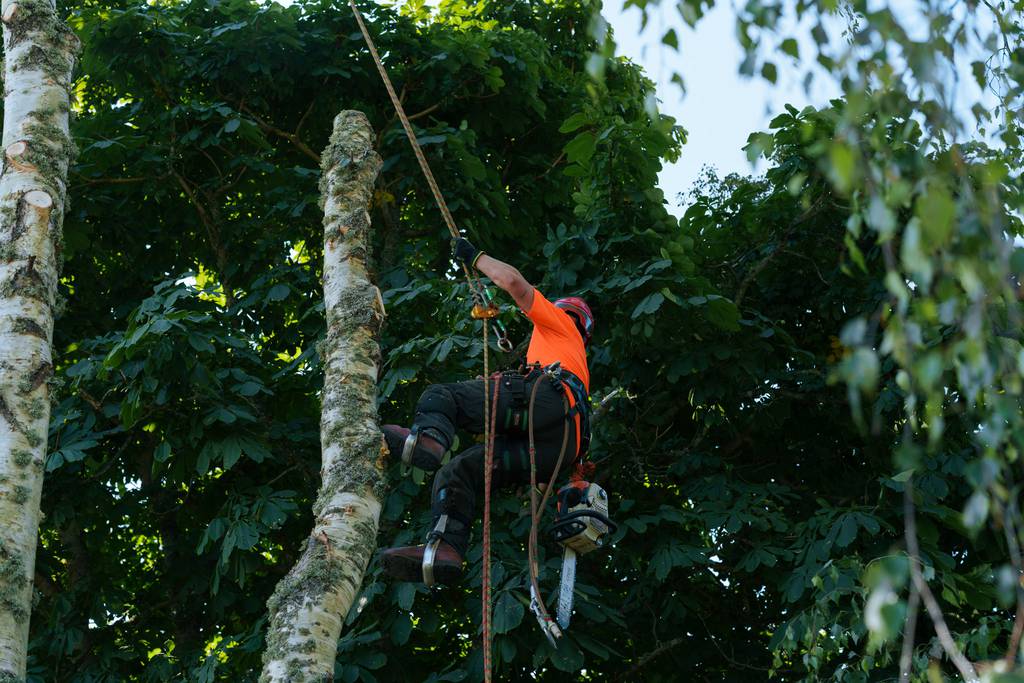 Bild 16 av referensprojekt Nedtagning av dubbelstammig björk i Vallda, Kungsbacka