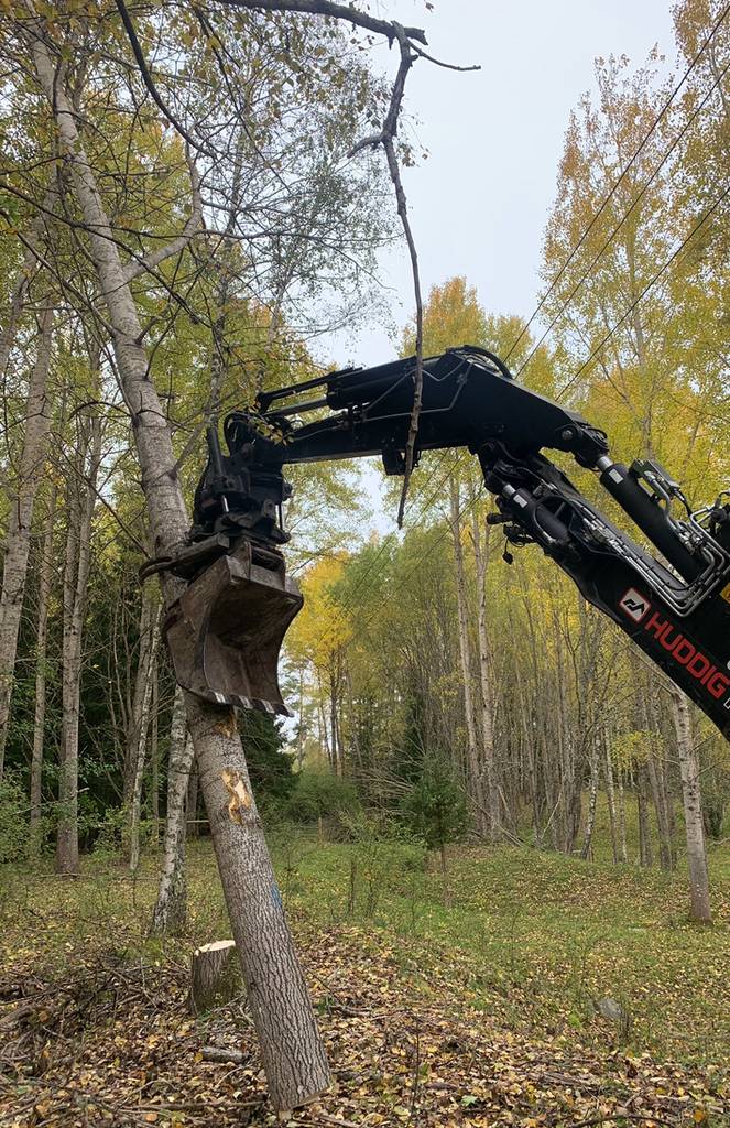 Bild 11 av referensprojekt Exempel på övriga trädjobb som är utförda