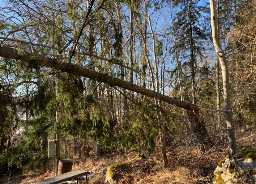 Bild 1 av referensprojekt Exempel på övriga trädjobb som är utförda