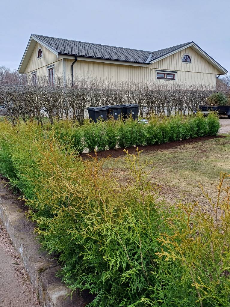 Bild 3 av referensprojekt Plantering av häck