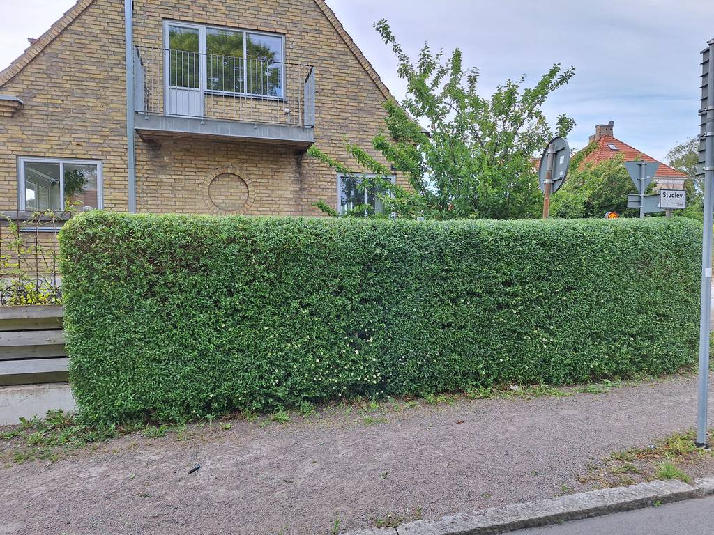 Bild 1 av referensprojekt Häckklippning