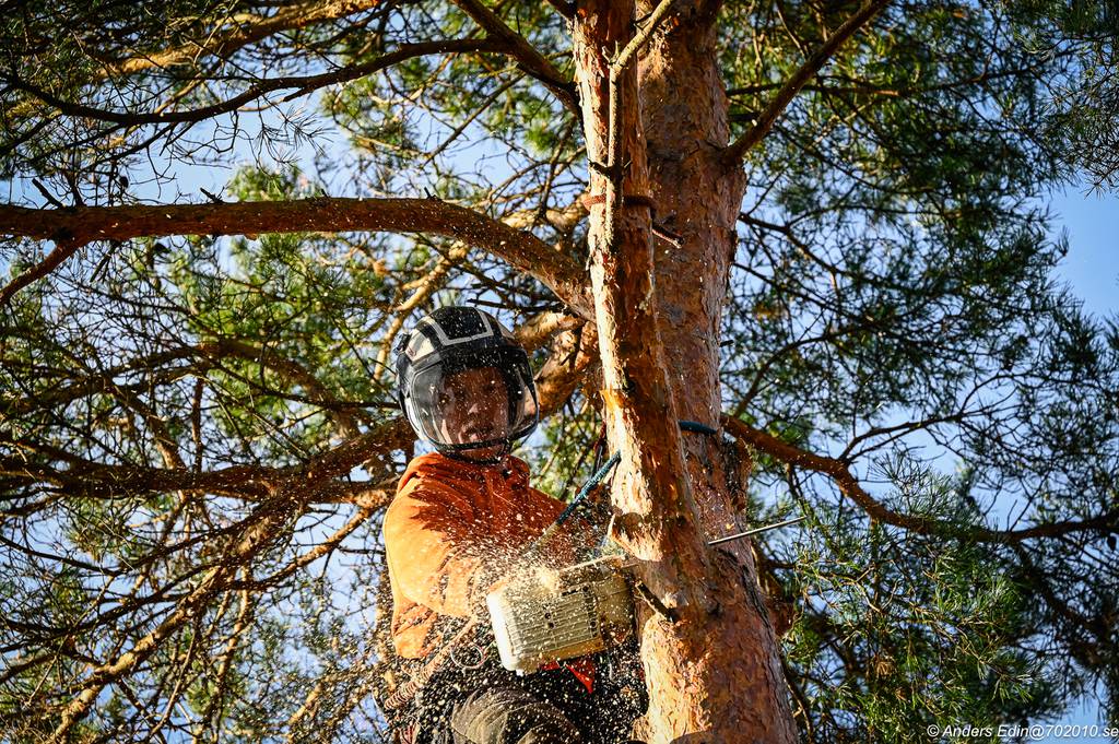 Bild 4 av referensprojekt Nedtagning av stor tall i Påvelund, Göteborg