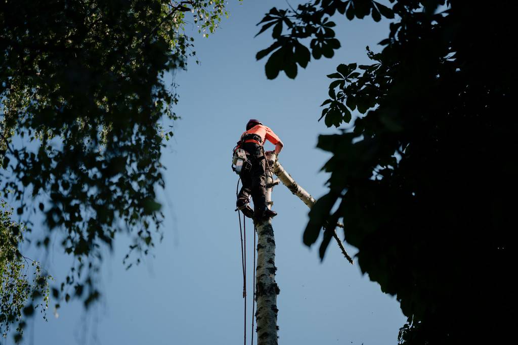 Bild 17 av referensprojekt Nedtagning av dubbelstammig björk i Vallda, Kungsbacka