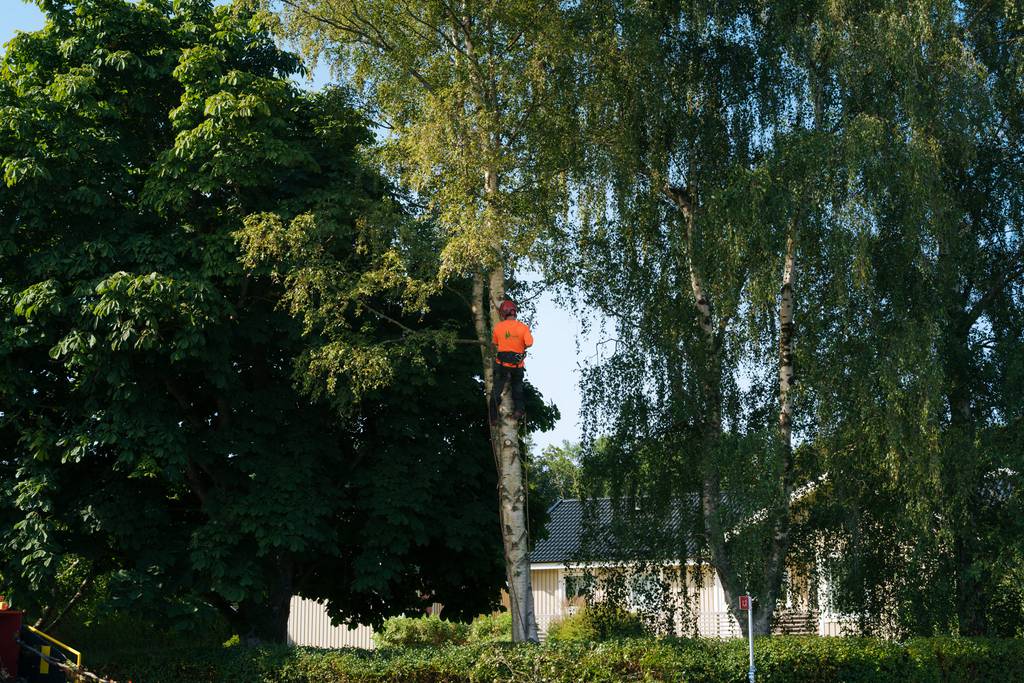 Bild 6 av referensprojekt Nedtagning av dubbelstammig björk i Vallda, Kungsbacka