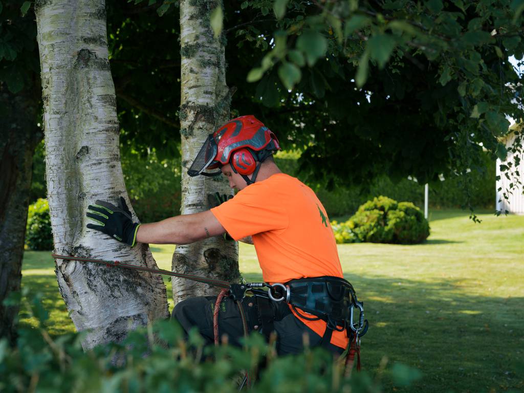 Bild 1 av referensprojekt Nedtagning av dubbelstammig björk i Vallda, Kungsbacka
