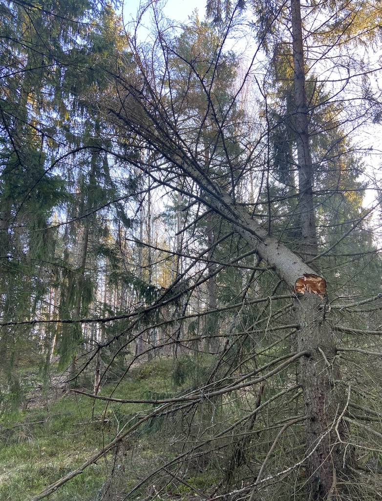 Bild 5 av referensprojekt Exempel på övriga trädjobb som är utförda