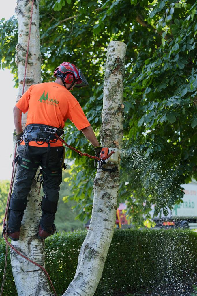 Bild 15 av referensprojekt Nedtagning av dubbelstammig björk i Vallda, Kungsbacka
