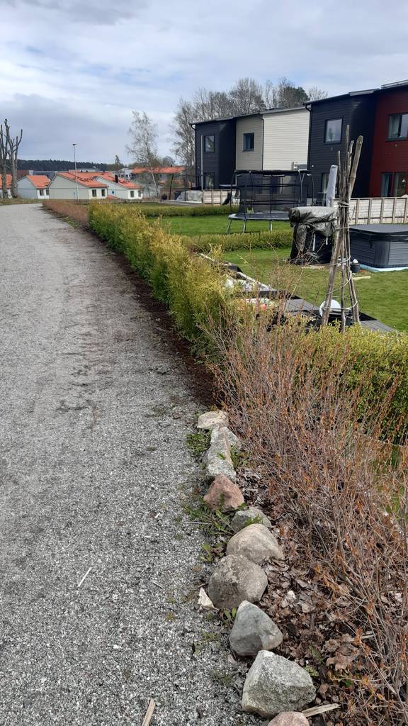 Bild 2 av referensprojekt Plantering av thuja häck 'Brabant'