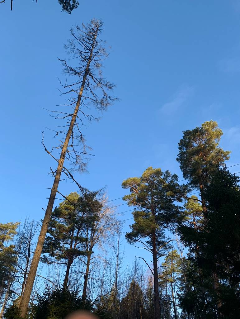 Bild 6 av referensprojekt Exempel på övriga trädjobb som är utförda