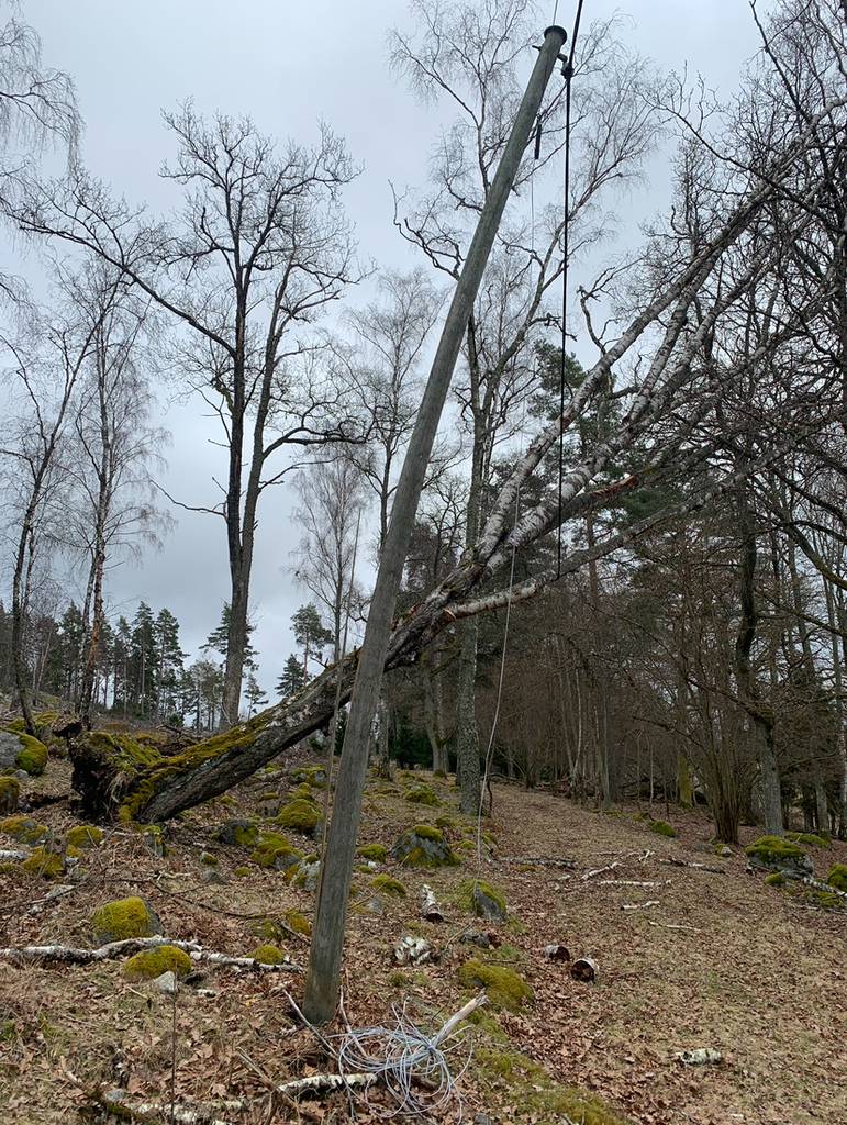 Bild 7 av referensprojekt Exempel på övriga trädjobb som är utförda