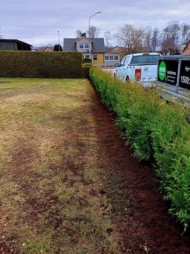Bild 2 av referensprojekt Plantering av häck
