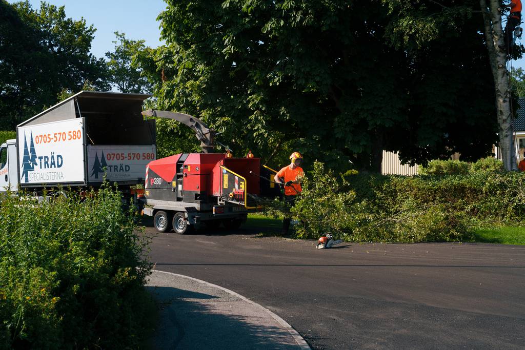 Bild 5 av referensprojekt Nedtagning av dubbelstammig björk i Vallda, Kungsbacka
