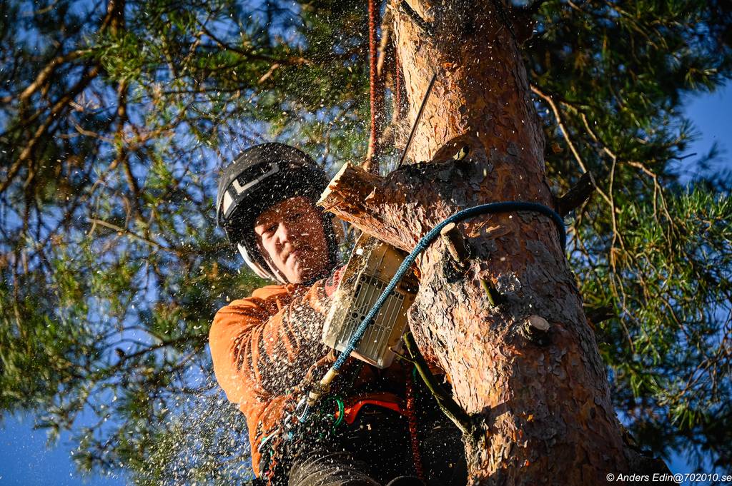 Bild 3 av referensprojekt Nedtagning av stor tall i Påvelund, Göteborg
