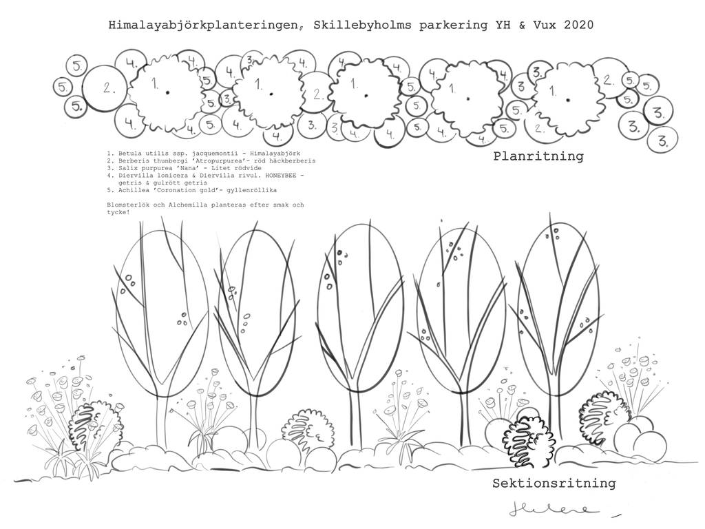 Bild 14 av referensprojekt Design, växtförslag, ritningar