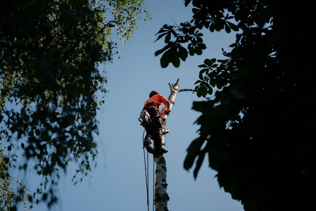 Bild 12 av referensprojekt Nedtagning av dubbelstammig björk i Vallda, Kungsbacka