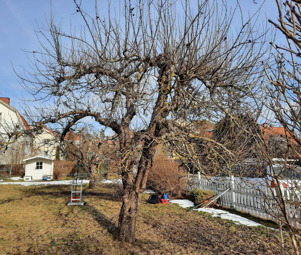 Bild 7 av referensprojekt Vårbeskärning av frukträd, Västerås