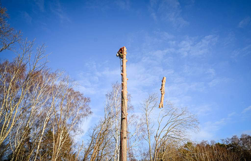 Bild 7 av referensprojekt Nedtagning av stor tall i Påvelund, Göteborg