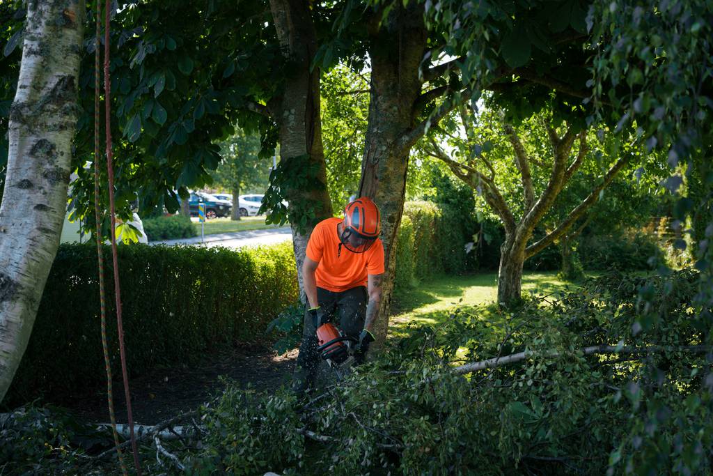 Bild 9 av referensprojekt Nedtagning av dubbelstammig björk i Vallda, Kungsbacka