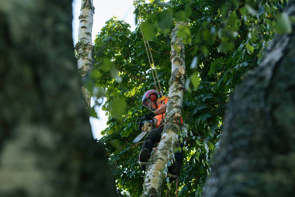 Bild 10 av referensprojekt Nedtagning av dubbelstammig björk i Vallda, Kungsbacka