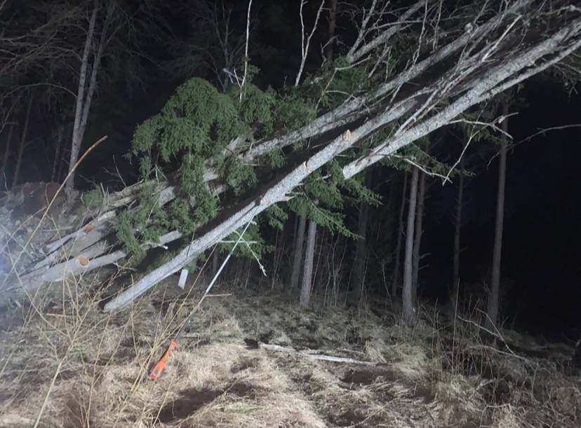 Bild 2 av referensprojekt Exempel på övriga trädjobb som är utförda