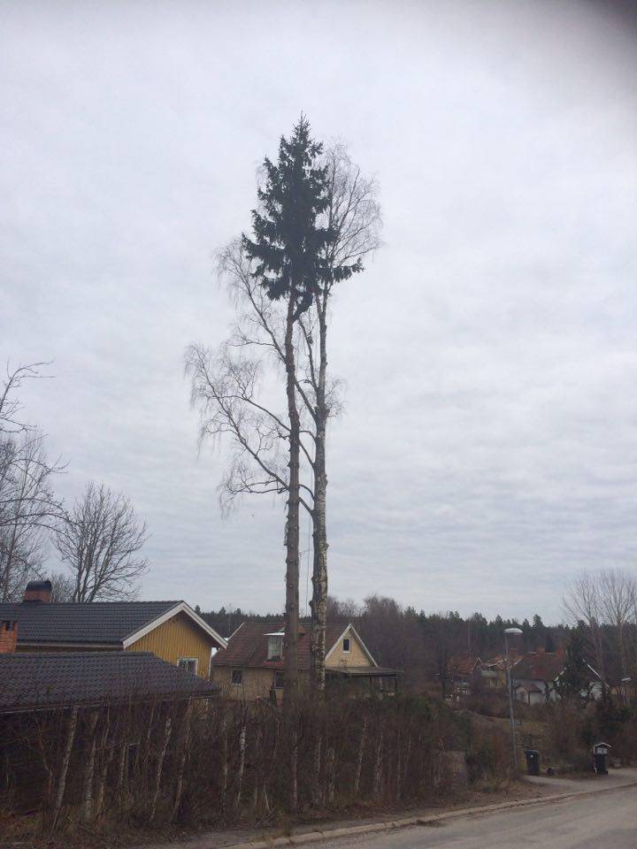 Bild 1 av referensprojekt trädfällning Ludvika