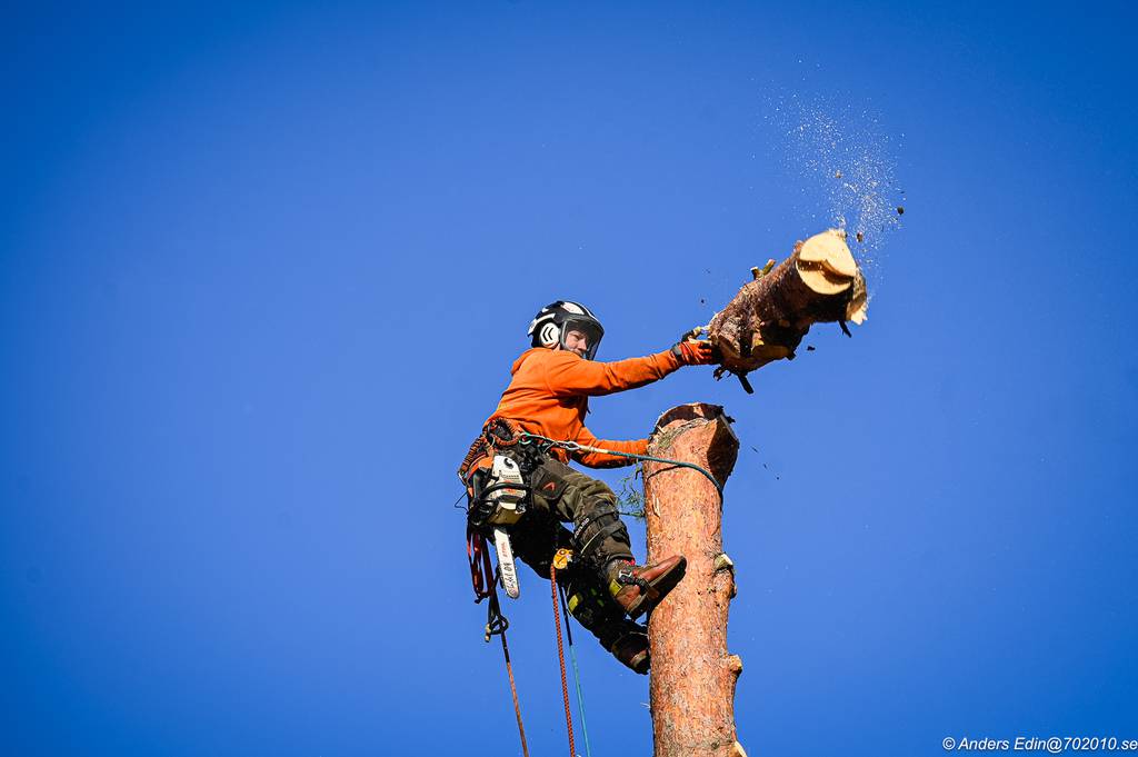 Bild 6 av referensprojekt Nedtagning av stor tall i Påvelund, Göteborg