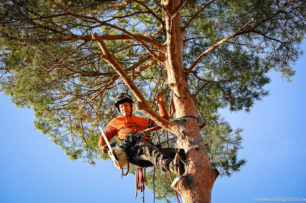 Bild 2 av referensprojekt Nedtagning av stor tall i Påvelund, Göteborg