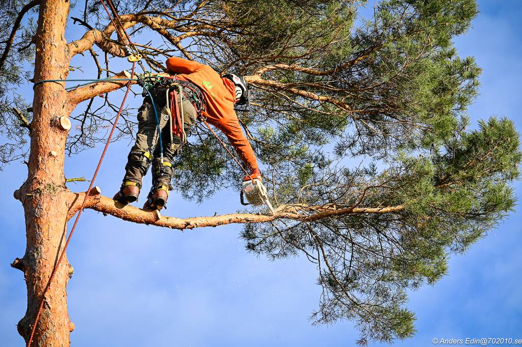 Bild 1 av referensprojekt Nedtagning av stor tall i Påvelund, Göteborg