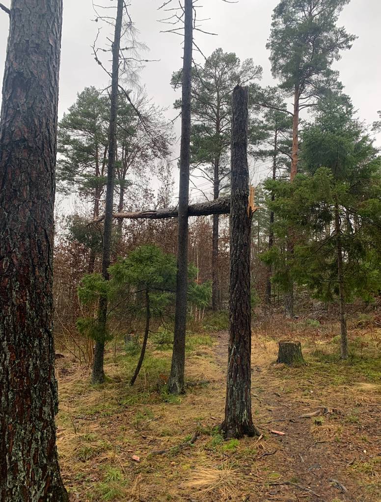 Bild 3 av referensprojekt Exempel på övriga trädjobb som är utförda