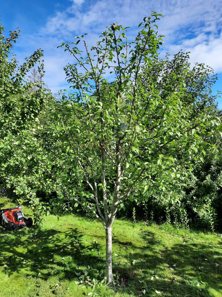 Bild 4 av referensprojekt Uppbyggnadsbeskärning av fruktträd, Rörbo