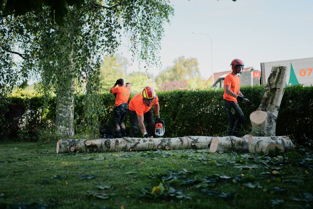 Bild 19 av referensprojekt Nedtagning av dubbelstammig björk i Vallda, Kungsbacka