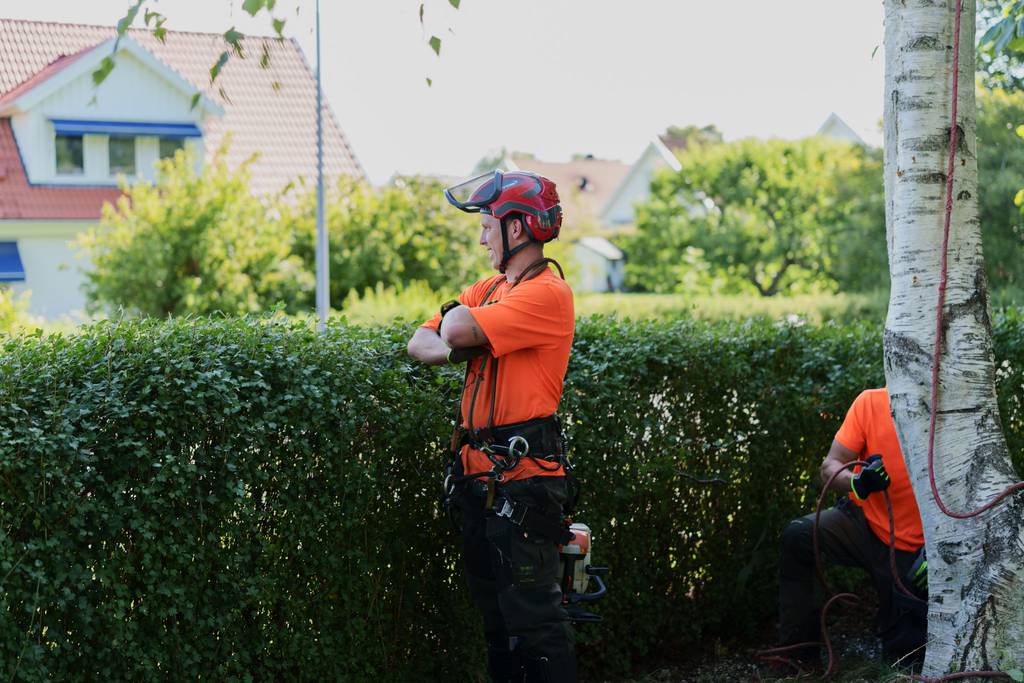 Bild 20 av referensprojekt Nedtagning av dubbelstammig björk i Vallda, Kungsbacka