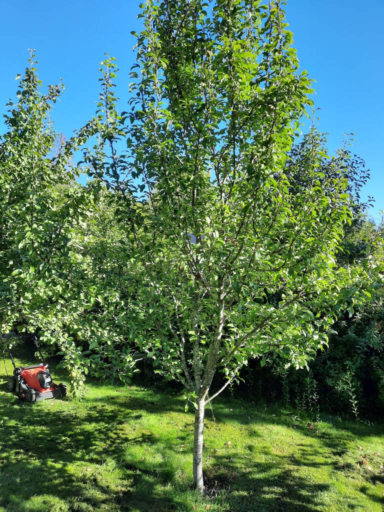 Bild 3 av referensprojekt Uppbyggnadsbeskärning av fruktträd, Rörbo