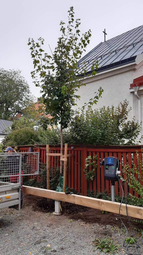 Bild 1 av referensprojekt Plantering av Lönn 'Acer platanoides' FK Pernilla