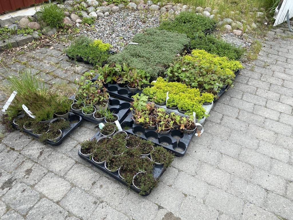 Bild 2 av referensprojekt Plantering