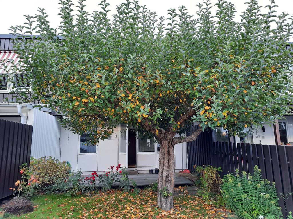 Bild 13 av referensprojekt Vårbeskärning av frukträd, Västerås